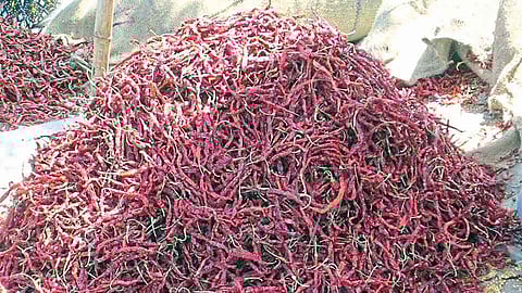This Year, The Question Of Guaranteed Price Due To The Remaining Chillies