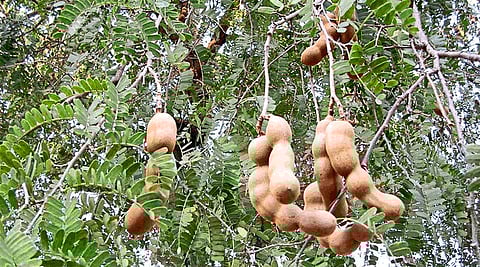 corona effect on tamarind farming