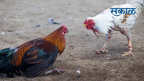 cockfight
