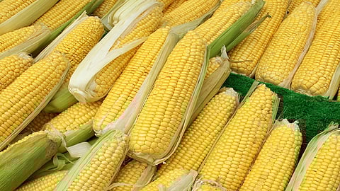 corn 1234.jpg