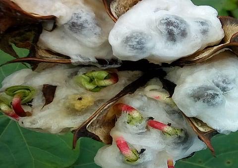 crop damaged due to heavy rain in rajura of chandrapur