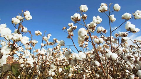 cotton