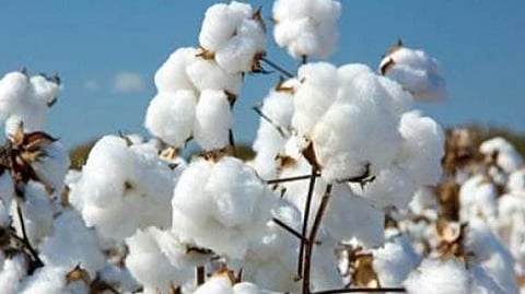 This year government cotton purchase is likely to start after Diwali jalgaon news