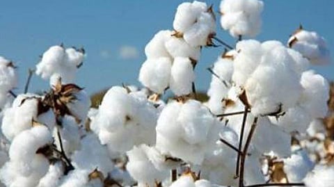 three grams of gold in one quintal of cotton akola farmer