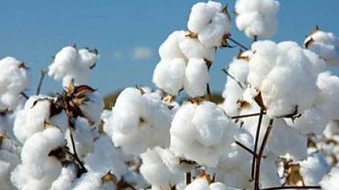 cotton