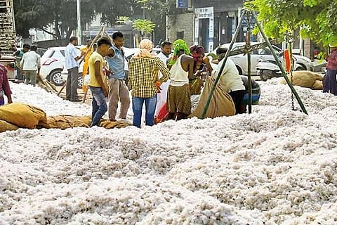 ‘सीसीआय'मध्ये कापसाला ५४५० रूपये भाव