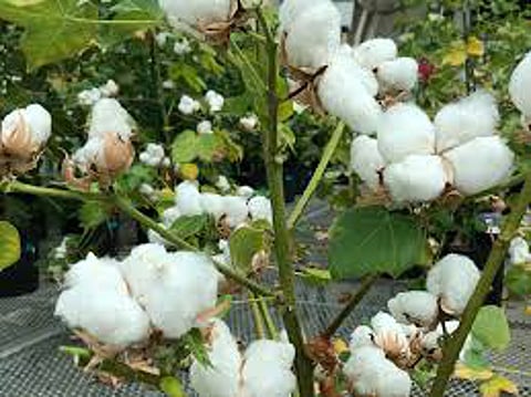cotton