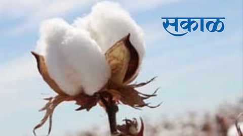 farmers worried due to decreasing price of cotton jalgaon news