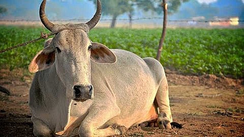 जनावरे खरेदी-विक्री निर्बंधास सर्वोच्च न्यायालयात आव्हान