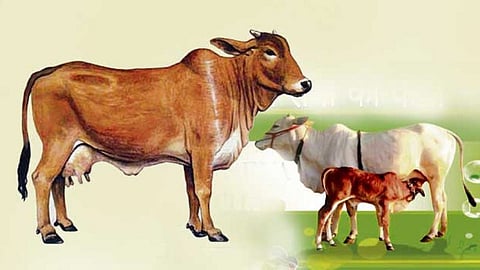 सावधान! गाईवर लम्पी रोगाचा प्रादुर्भाव वाढतोय, मग अशी घ्या काळजी
