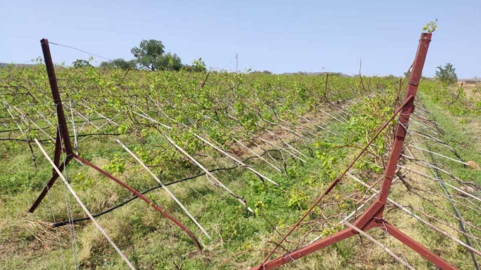 Farmers in 45 villages await compensation during Kavthemahankal