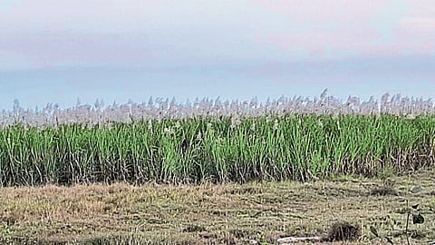 Kavathemahankala 'Phad sambhal gam turya aala ..'.