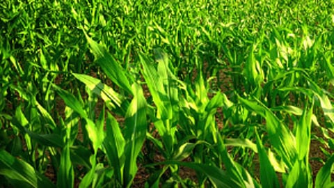 crop