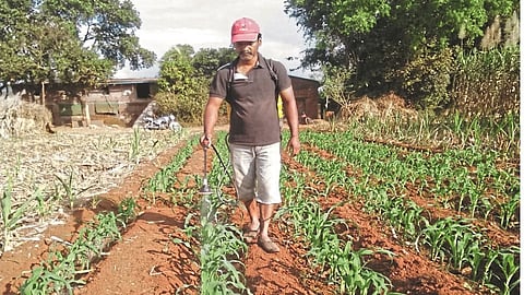 The incidence is not low even after spraying expensive drugs