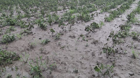 Akola News: 25 crore needed for flood victims, first installment completed; Waiting for another