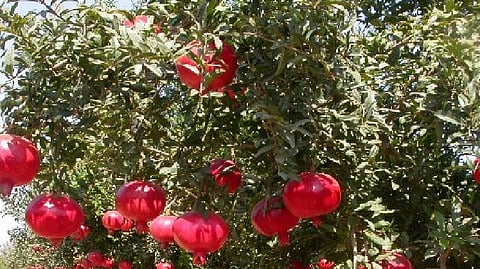 Pomegranate