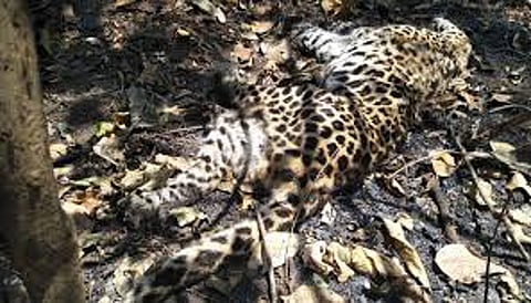 dead leopard