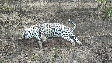 dead leopard.jpg