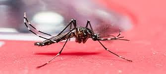 Ninety Eighty dengue patients were found during the year
