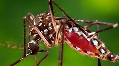 dengue