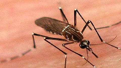 dengue