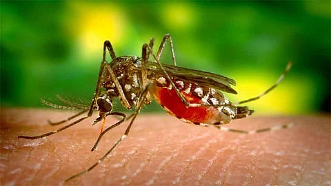 Dengue-like Outbreak In Ajara Taluka Kolhapur Marathi News
