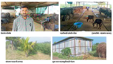 पशुपालनाने दिली आर्थिक प्रगतीला साथ