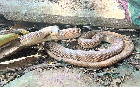 Rare snake found in Bisur-Sangali while cleaning the house