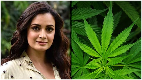 dia mirza ex manager rahila furniturewala ncb arrests in drugs case 200 kg marijuana seized