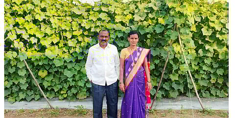 डाळिंबाने मारले; पण दोडक्याने केला पैशांचा वर्षाव