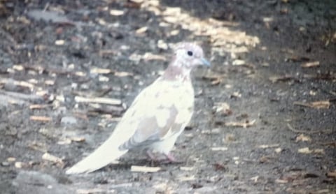 akola balapur marathi news Rare Liu sis tik Little Dove bird found in Balapur