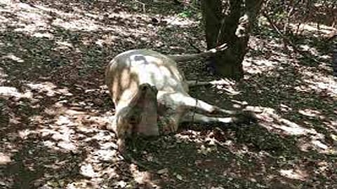 अरेरे ! महाबळेश्वरला सहा जनावरांचा मृत्यू