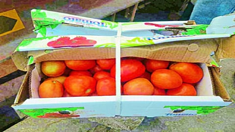 dubai tomato.jpg