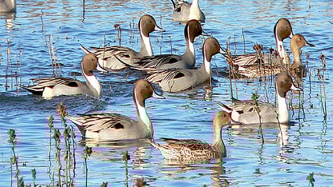 One and only Breeding center of ducks is in Gadchiroli