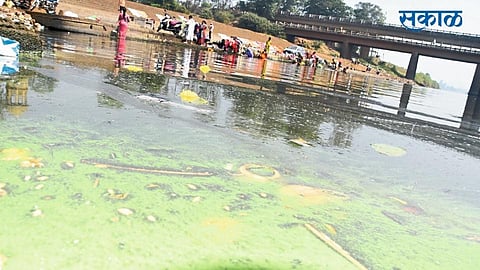 The Amount Of Algae Increased In Panchganga Kolhapur Marathi News