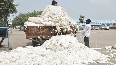 Cotton growers were robbed at private centers
