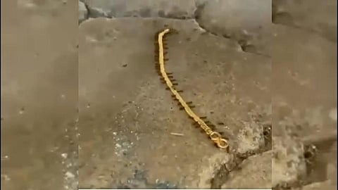 चक्क मुंग्यांनी लंपास केली सोन्याची चेन; Video Viral