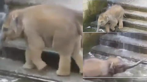 गजराजाचं अनोखं धुलिवंदन; तुम्हालाही आवडेल व्हिडीओ