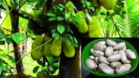 फणसाच्या बियांचे भन्नाट फायदे; शारीरिक तक्रारी होतील दूर