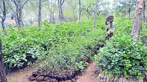 Target to Sangli district: 2 lakh 90 thousand tree plantations!