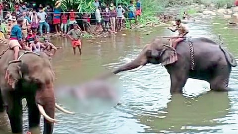 हे गजमाते, माफ कर!