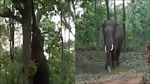 Elephant Video Viral