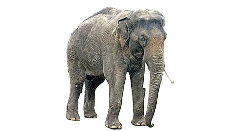 दोडामार्गः हुसकावण्यासाठी गेलेल्या युवकांवर टस्कराचा हल्ला