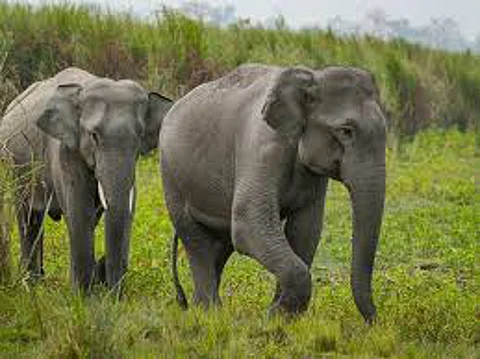eliphant