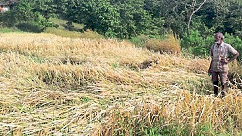 One Thousand 567 Debt Relief To Farmers In Rajapur Kokan Marathi News