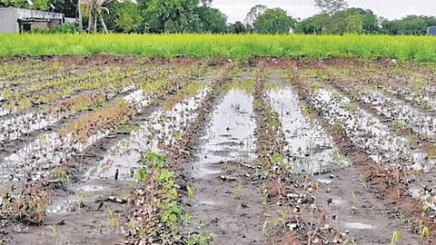 Deposits in farmers accounts to compensate for excess rainfall