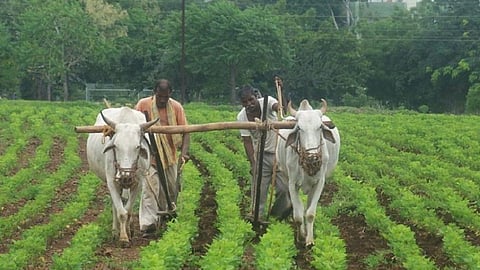one crop cultivated in many time its effects on farming do not support to fertilizer in ratnagiri