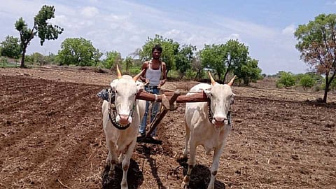 Give peak loans to ‘those’ akola farmers too, show the amount of debt relief coming from the government; State Government Directions