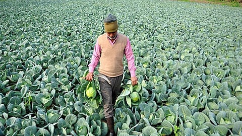 farmer cabbage.jpg