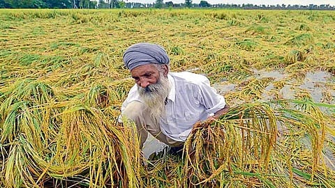 Farmers Diwali in darkness due to insects